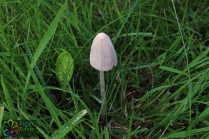 conocybe lactea (1200 x 800)1